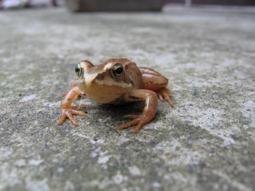 Obrázok blogu