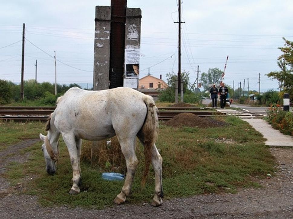 buštyno