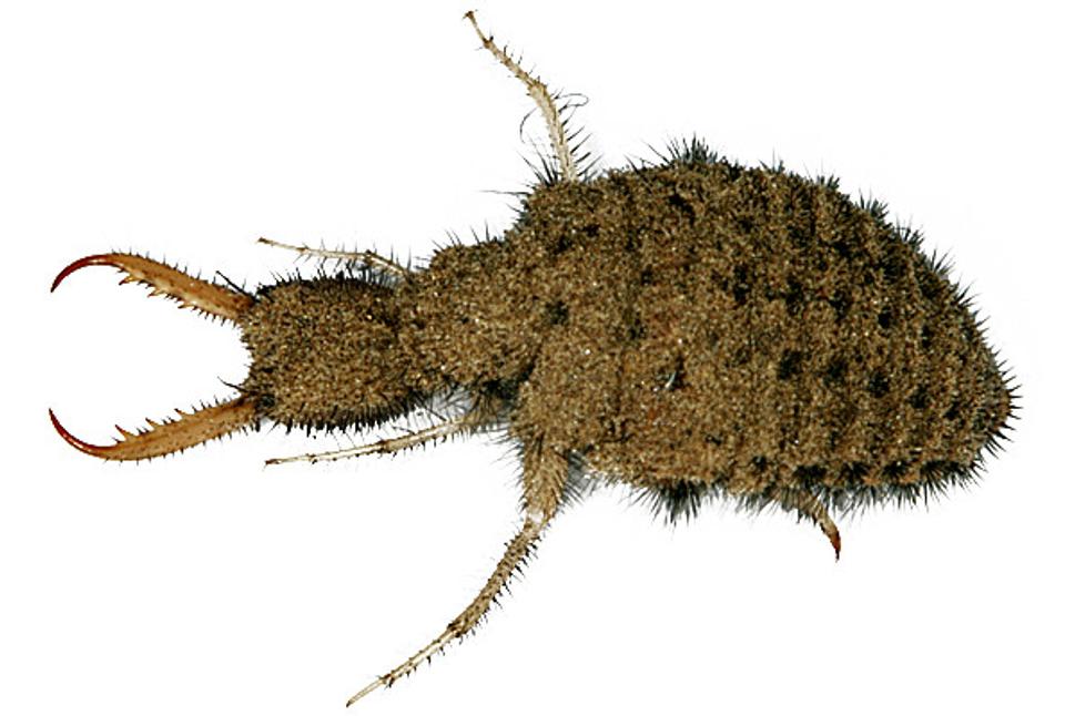 Mravcolev (Myrmeleon formicarius)