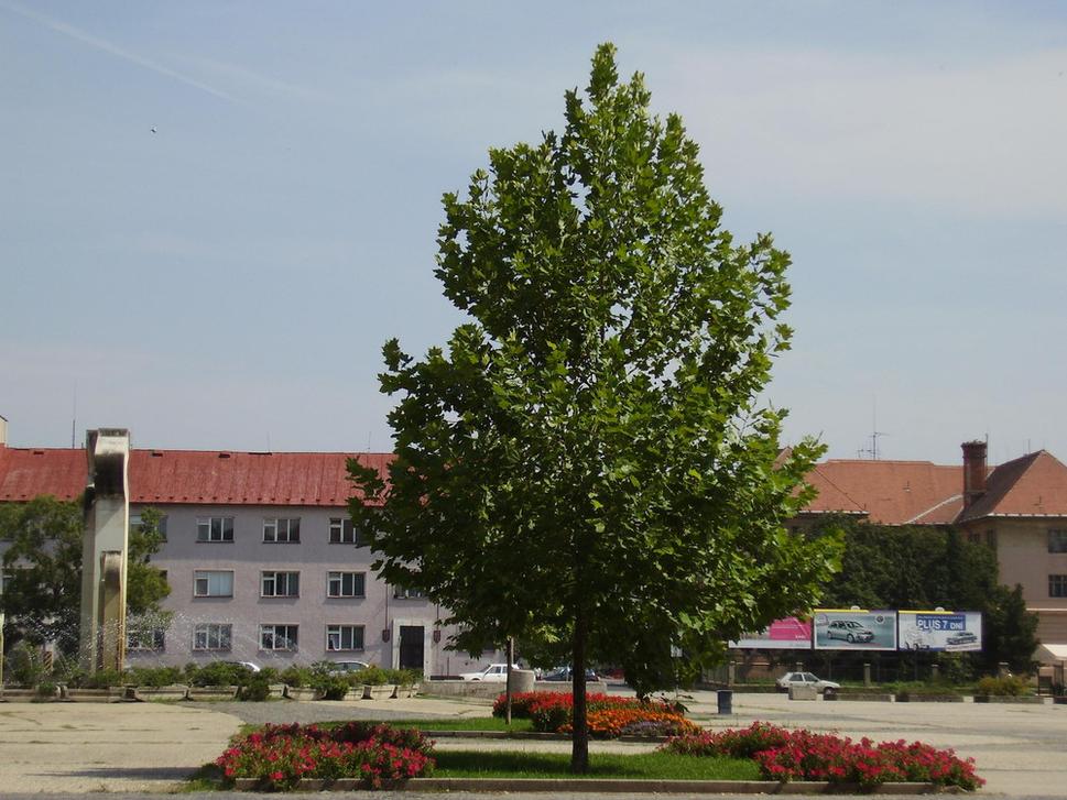 Obrázok blogu