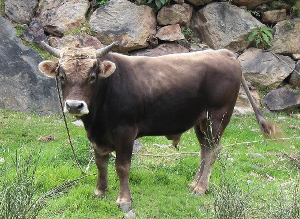 El Toro