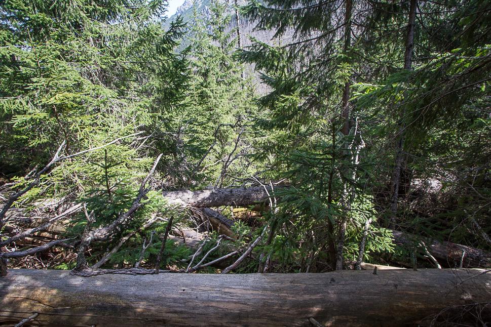Obr. 8 Ako čas ide ďalej, staré uschnuté stromy padajú na zem a všetko sa ponára do hustej zelene. Niekde je to jarabina, popod ktorú sa už tlačí smrek, inde je to rovno smrek. Pri prechode týmto náročným terénom som si pár krát povzdychol, že ten smrek už nevie, kde od dobroty vyrásť... Skutočne – ako vidíte, rastie úplne všade.
