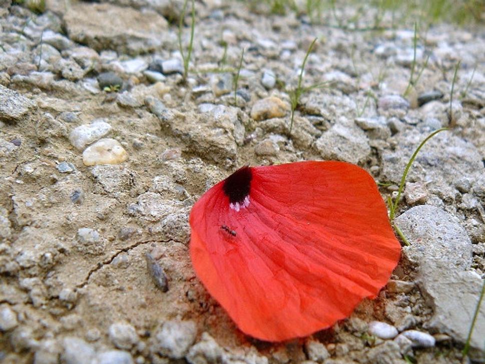Obrázok blogu