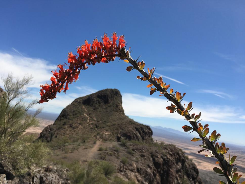 Picacho a fukiéria.