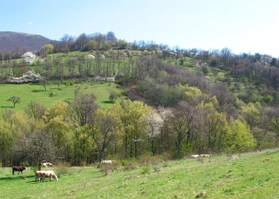 Obrázok blogu