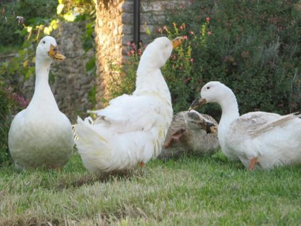 ducks