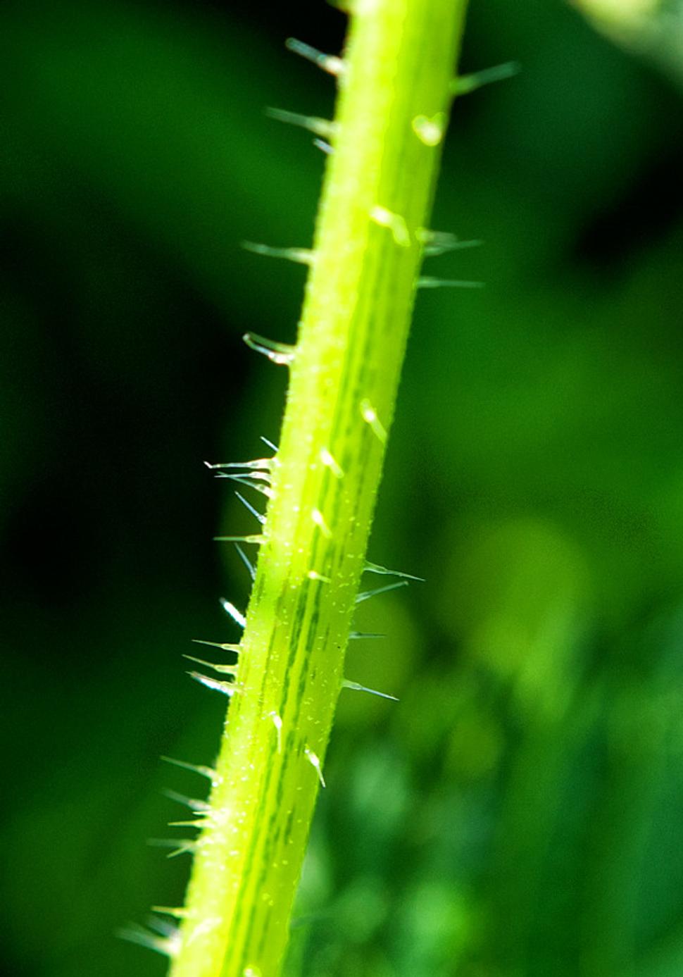 Pŕhlivé chĺpky Urtica dioica