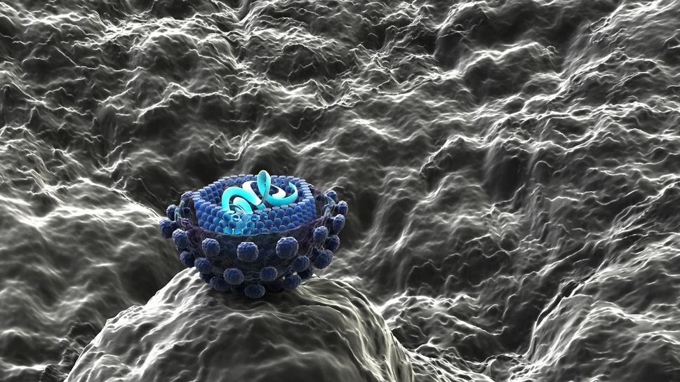 vírus hepatitídy typu C (zdroj: Moving Medical Media archív)