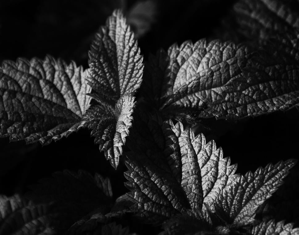 Pŕhľava dvojdomá (Urtica dioica)
