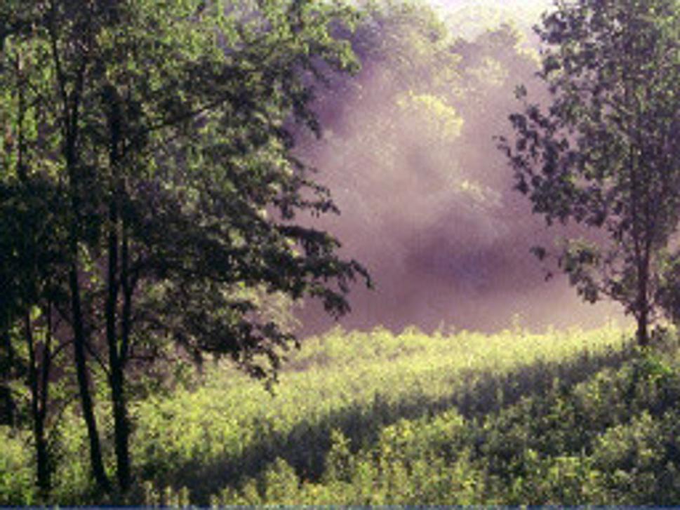 Forests
