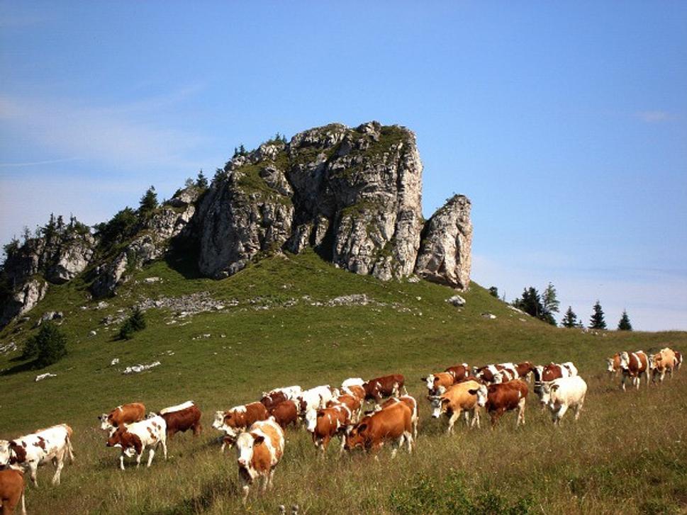 Obrázok blogu