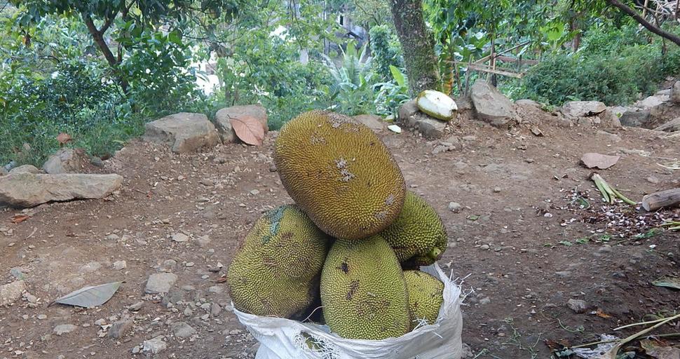 úroda jackfruitov