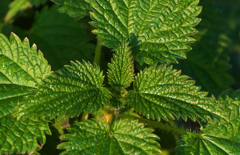 Pŕhľava malá (Urtica urens)