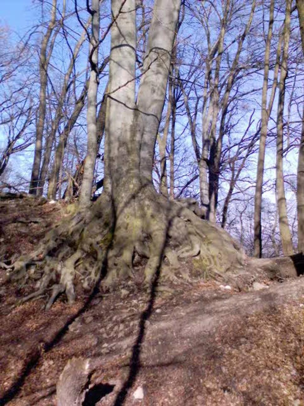 Obrázok blogu