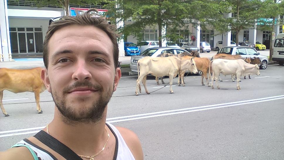 Kravky na ulici