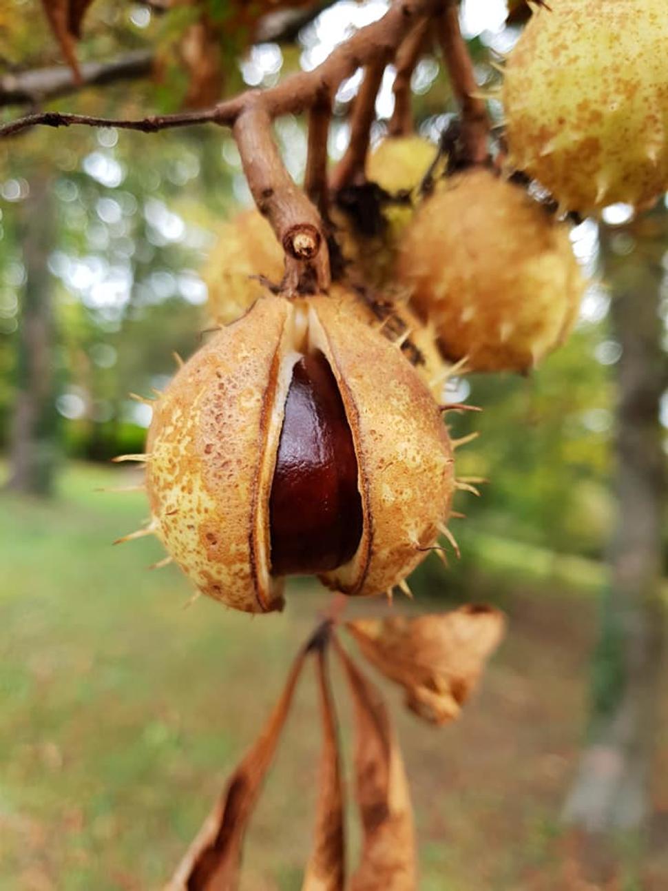 Na jednom konci zámockého parku Máhaprabudžího ášramu bylinky, na druhom mohutný gaštan.