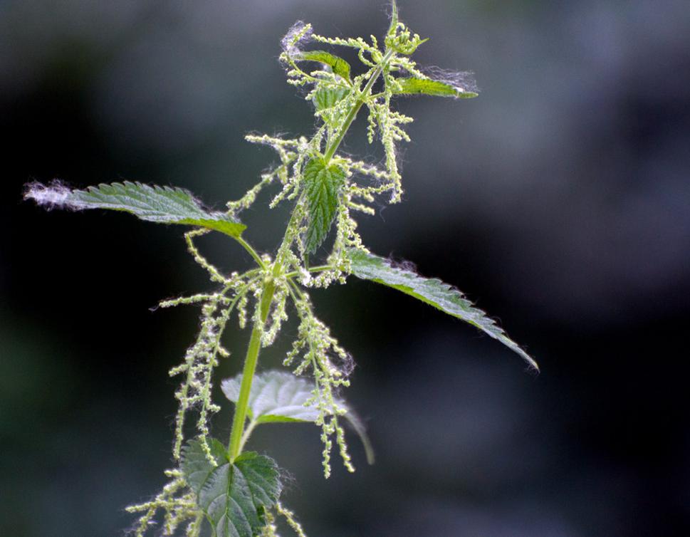 Pŕhľava dvojdomá (Urtica dioica)