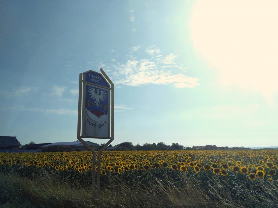 Obec Nový Svet a milióny slnečníc