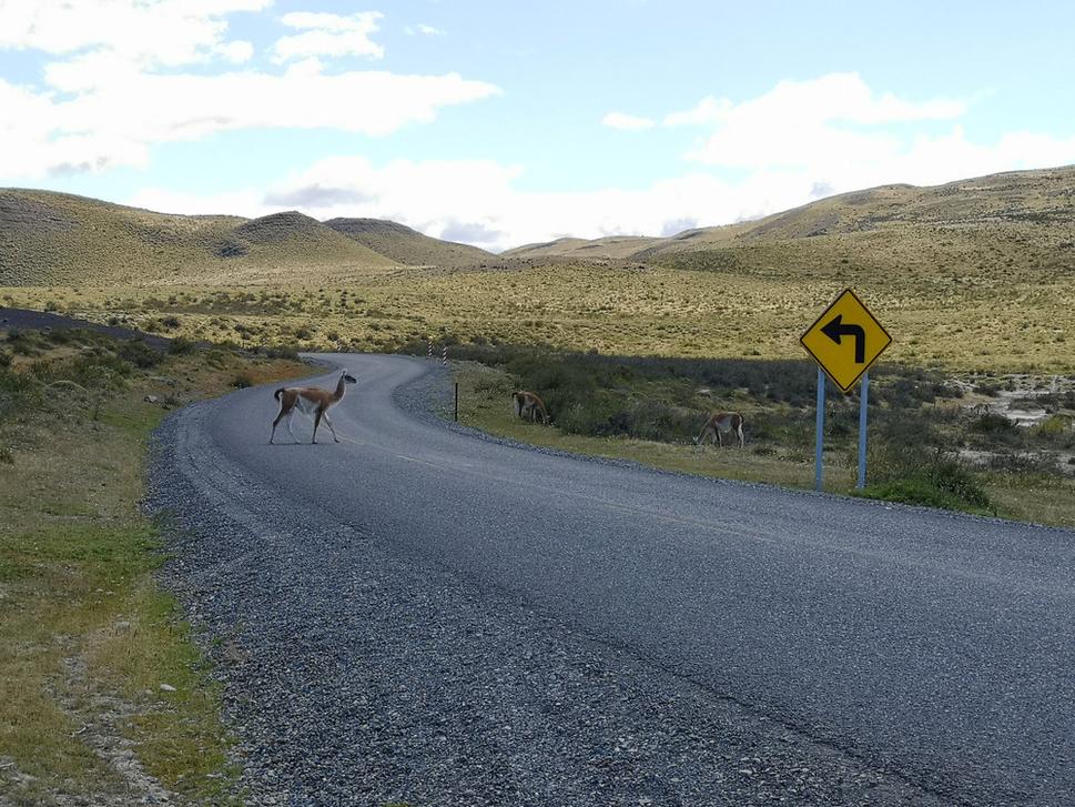 Guanacos v Torres del Paine, Čile