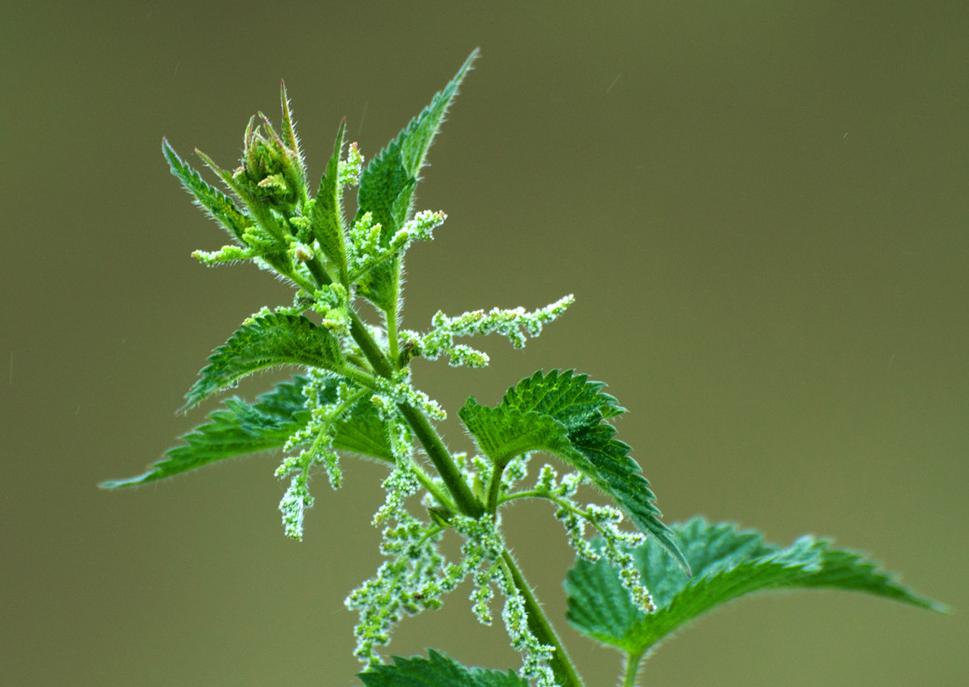 Pŕhľava dvojdomá (Urtica dioica)