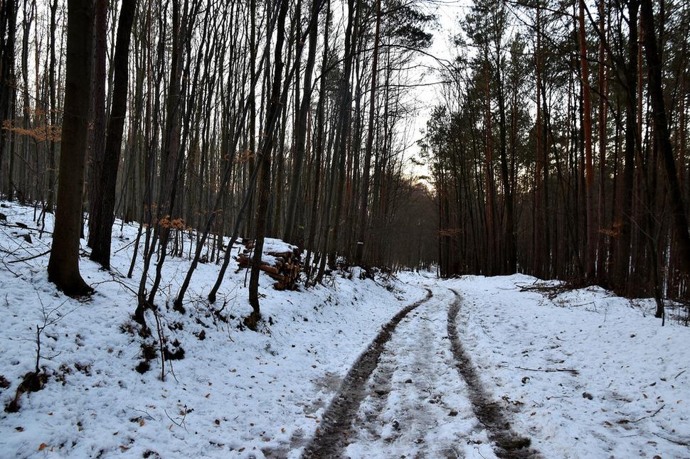 lesná cesta