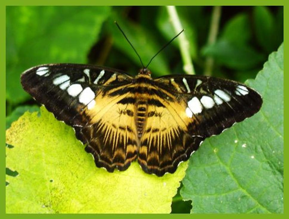 tmavy motyl na liste