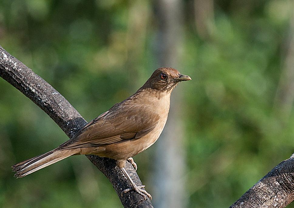 Drozd hnedý. Turdus greyi.