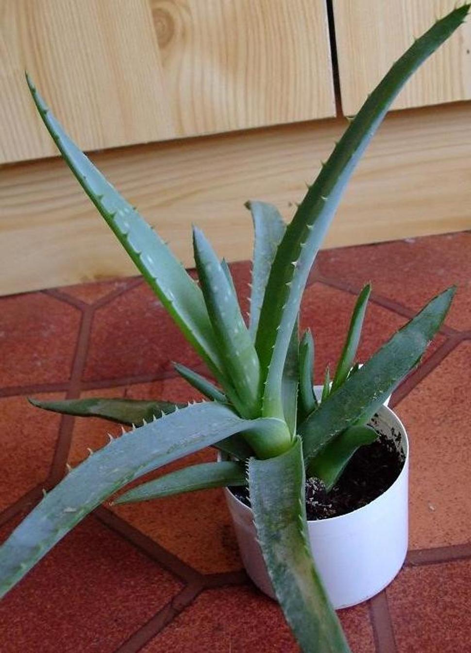 Aloe Vera