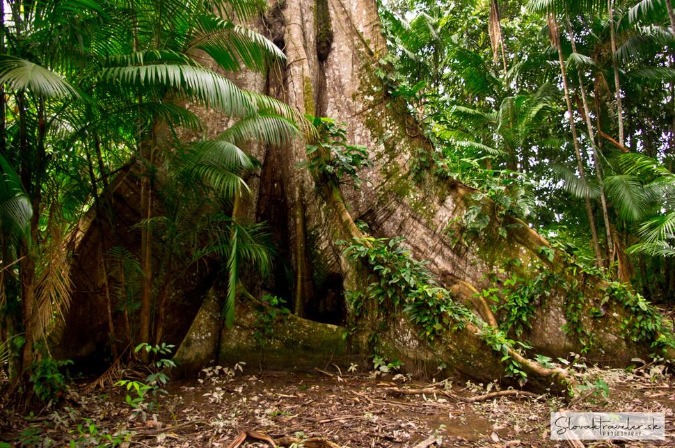 Najväčší strom Amazónie, sumaúma, dosahuje výšku až 60 metrov. Dožíva sa až 900 rokov, preto ho indiáni volajú Rainha da Amazonia, Kráľovná Amazónie.