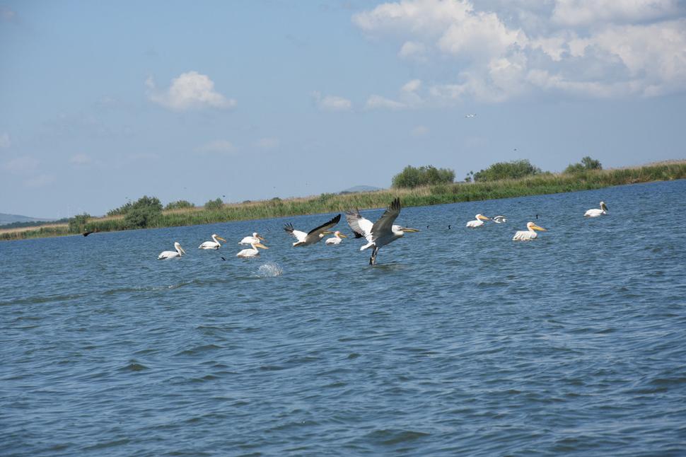 rozmanité živočíšstvo - pelikány, kormorány, kačice, žaby...