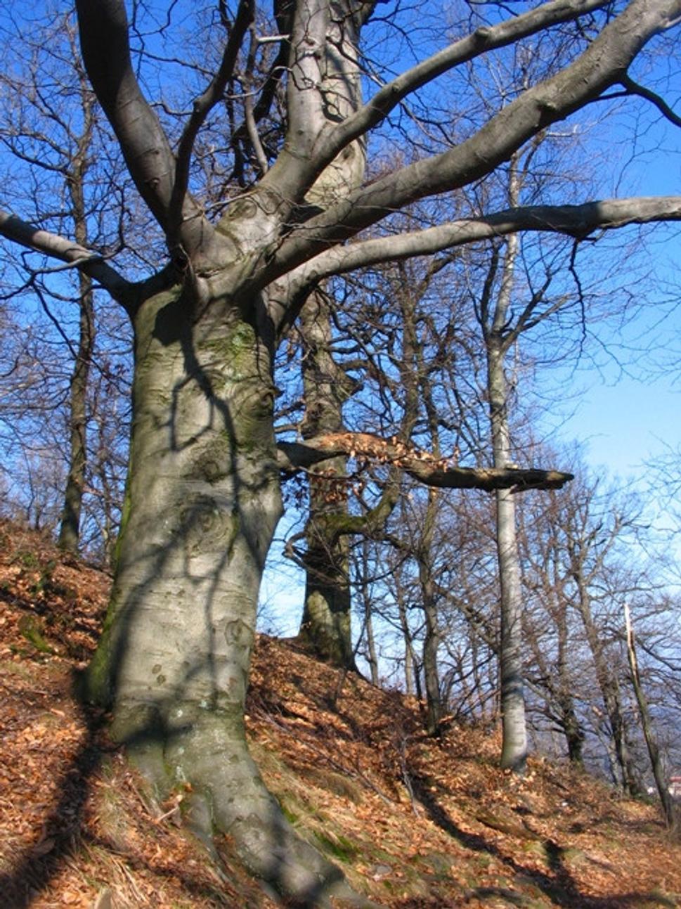 Obrázok blogu