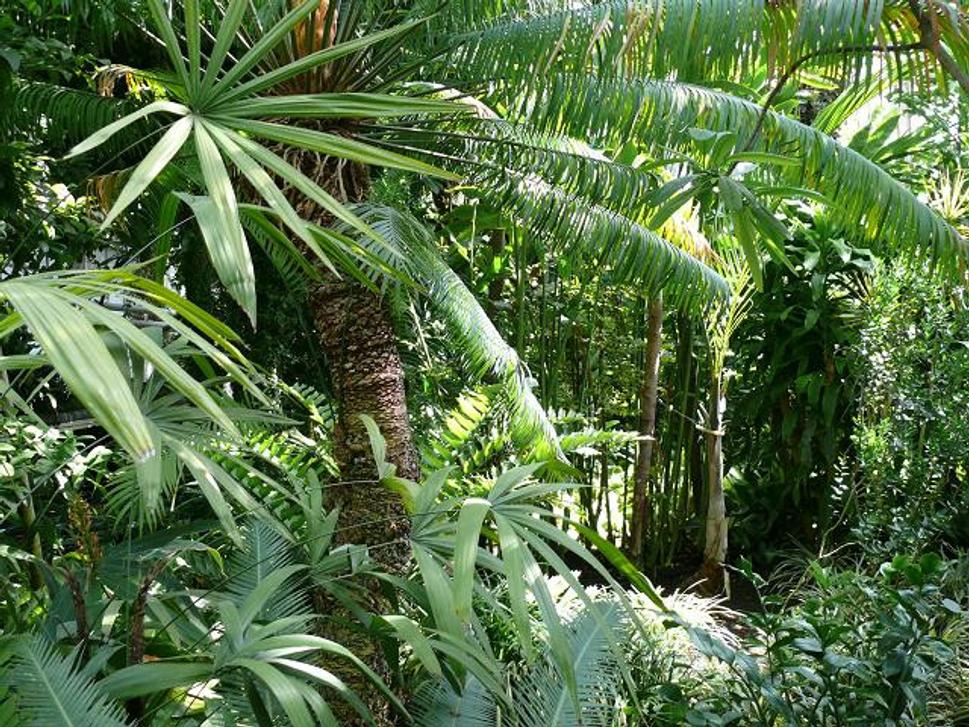 Botanická záhrada