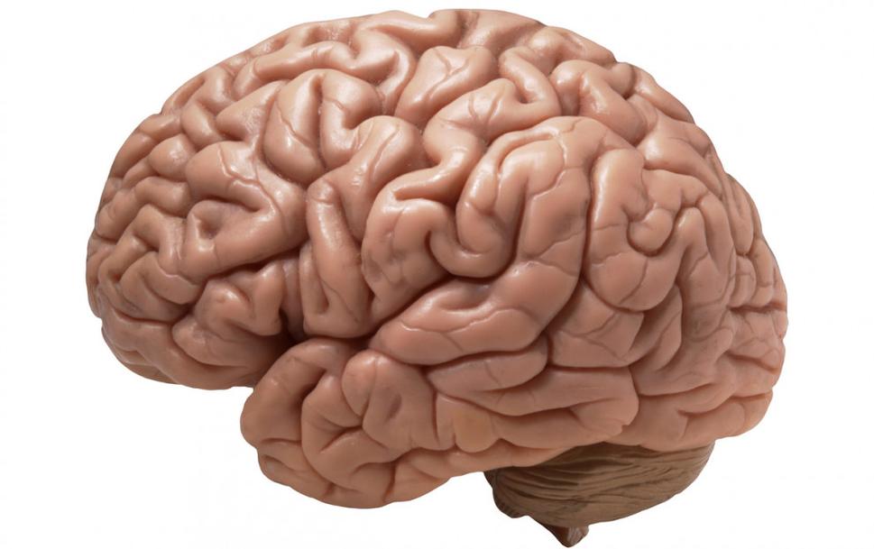 Brain
