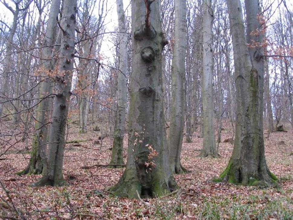 Obrázok blogu