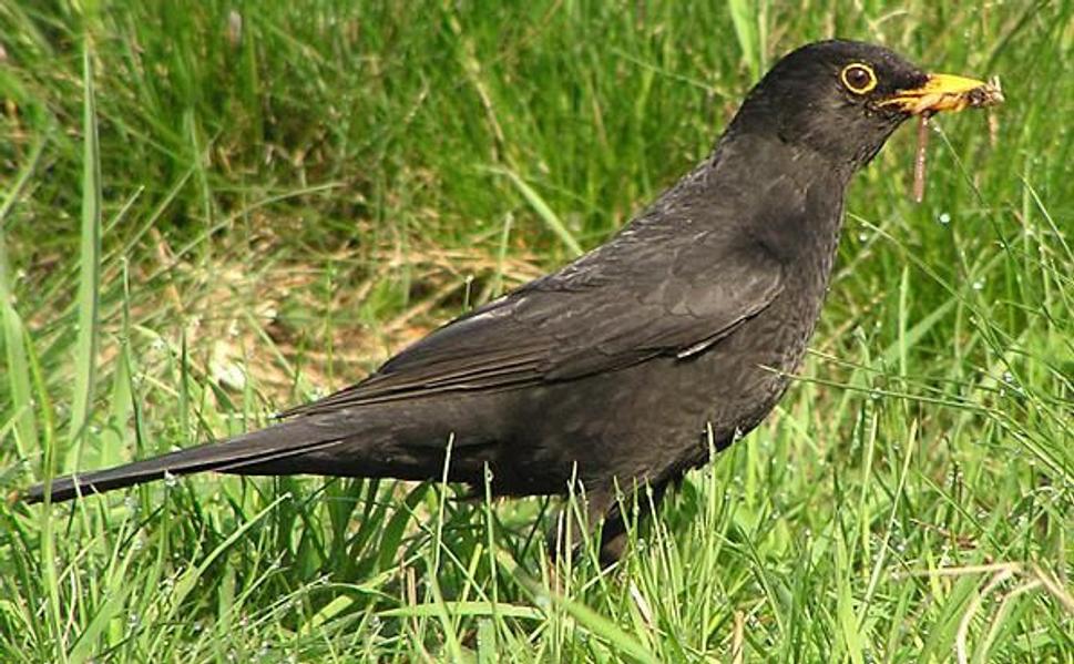 Drozd čierny. Turdus merula. (Tento by sa dosť podobal na vtáčika, ktorého som našiel a odniesol do múzea, ešte viac.)