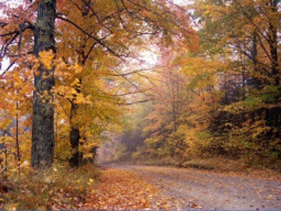 Forests