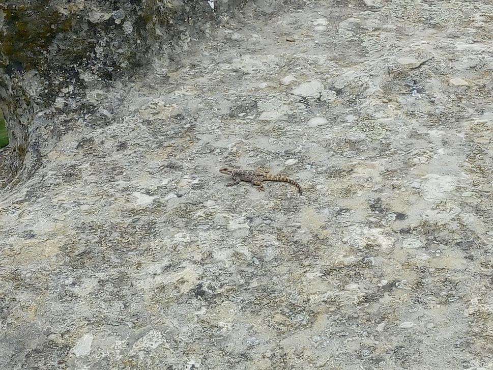 kaukazská agama, v gruzínčine nazývana Džodžo :)