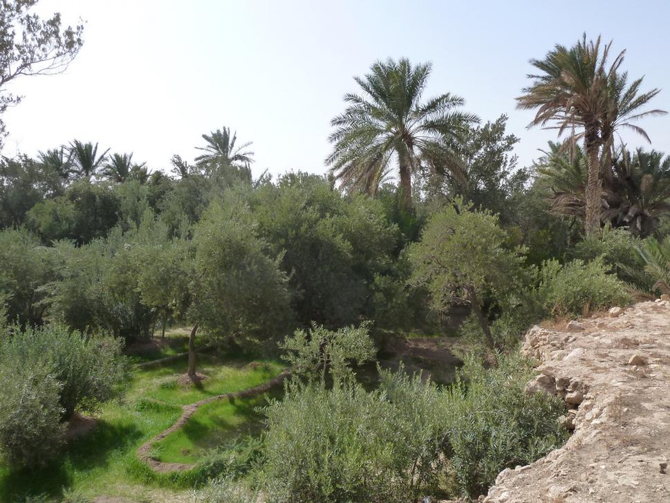 Palmyra, záhrady s datlovými palmami a olivovníkmi pri prameni Efka