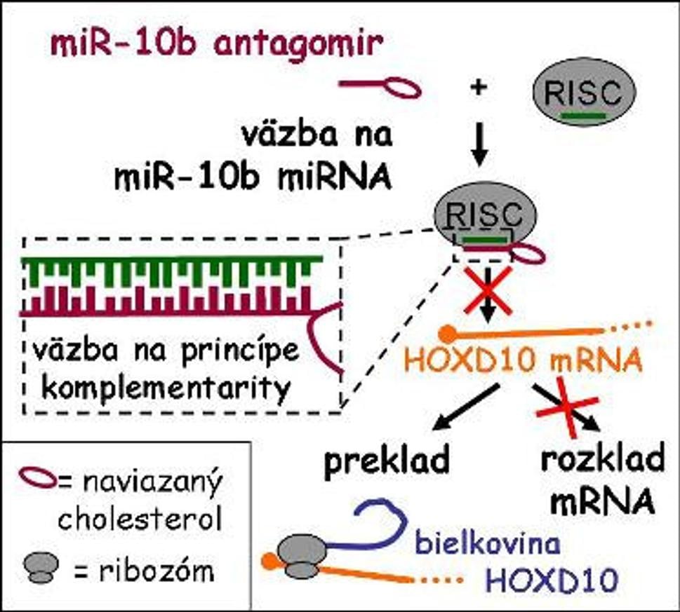 Obr. 3: Do bunky umelo vnesený antagomir sa naviaže na k nemu komplementárnu miRNA (v komplexe s RISC-om), táto preto nemôže sprostredkovať rozklad príslušnej mRNA. V konečnom dôsledku teda prepisom tejto RNA vzniká proteín, ktorý by bez zásahu antagomiru nevznikol (tu HOXD10).