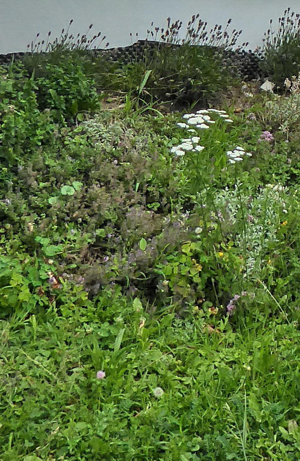 V popredí odkvitnutá púpava, všetko zarastené trávou a burinou 20.8.2020