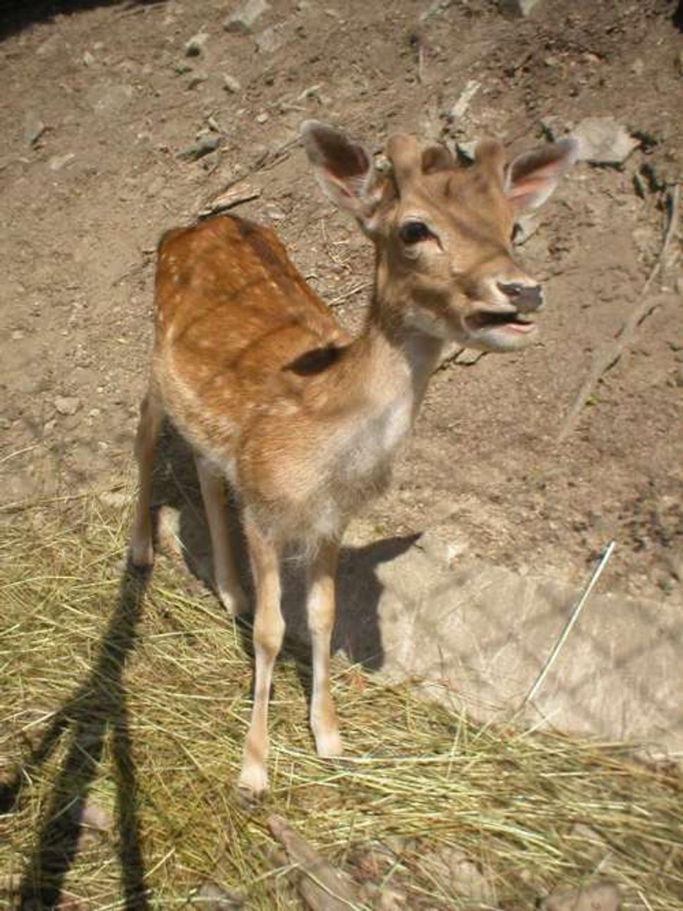 Obrázok blogu