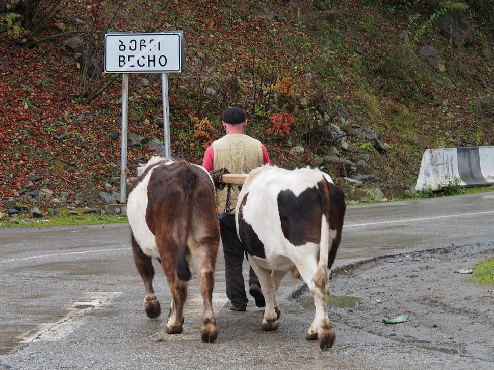Bečo