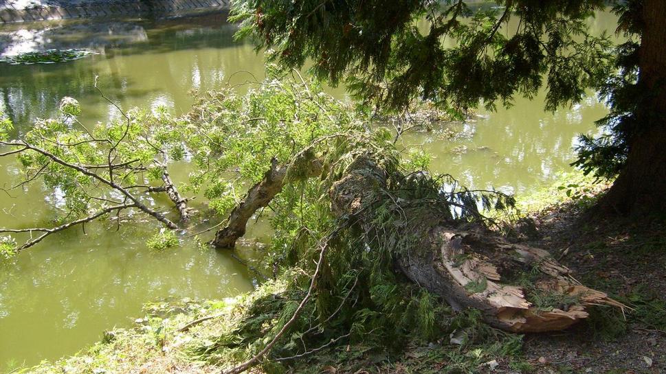 Strom krváca