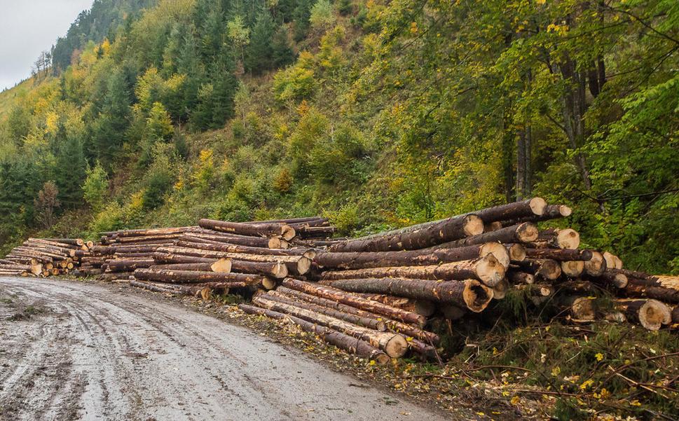 Obr. 12 To z pohľadu života stromu nie je vôbec dlho – pri priemernej rubnej dobe okolo 80 až 100 rokov sa tu stromy dožijú sotva tretinu toho, čo v lese. V podstate končia v najlepších rokoch. Dôvod? Už nemajú také prírastky... to znamená, že z pohľadu aktuálne prevažujúceho „hospodárstva krátkodobých ziskov“ sú neekonomické... (Ľubochnianska dolina, Veľká Fatra)