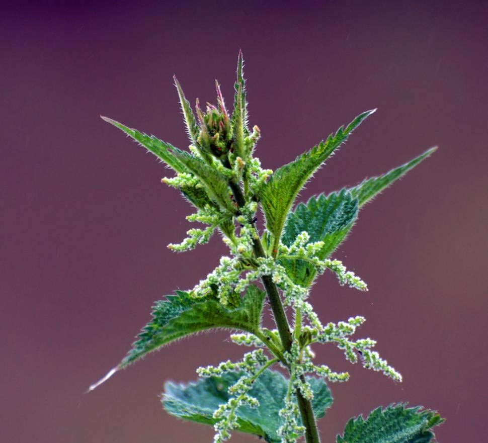 Pŕhľava dvojdomá (Urtica dioica)