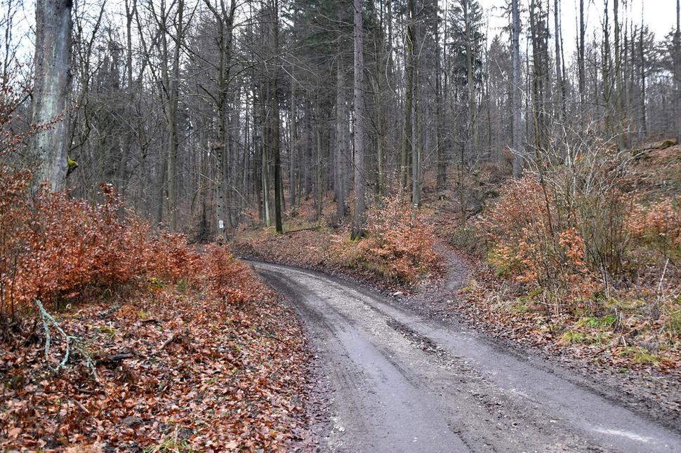 Odbočka na lesný chodník
