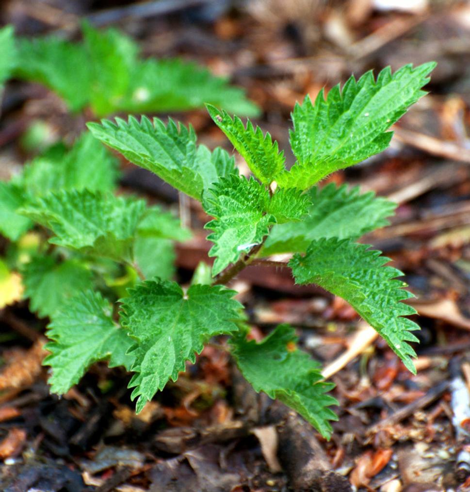 Urtica sp.