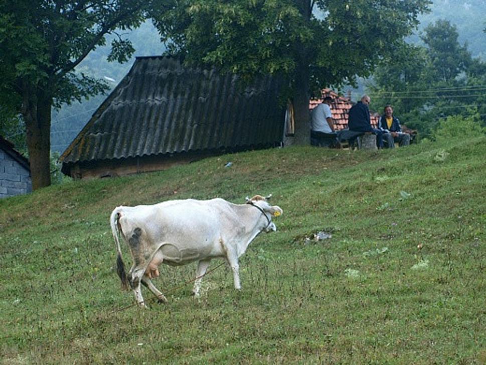 kuča