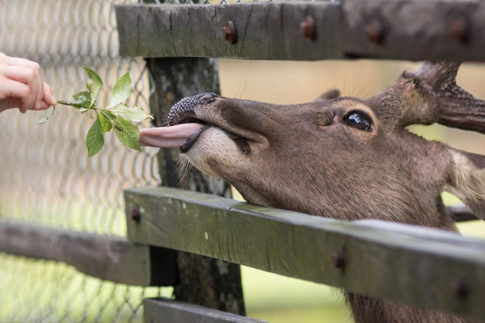 Vlastne je to malá Zoo :)