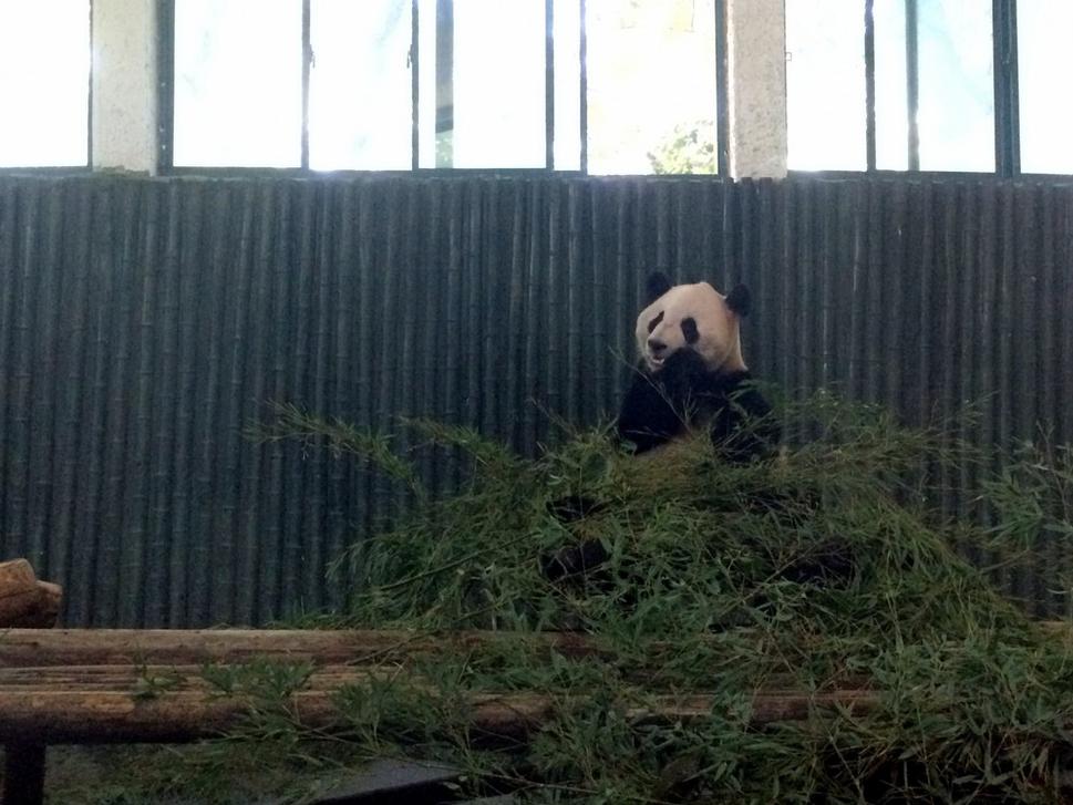 nom-nom-panda